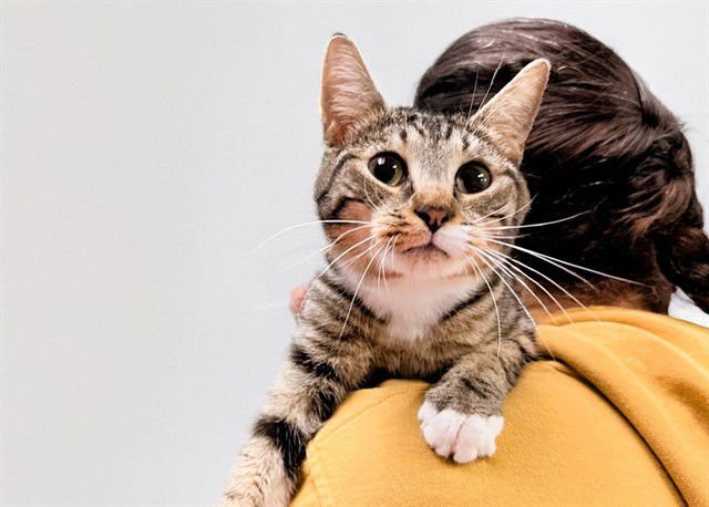 DANNAH - Domestic Short Hair available for adoption