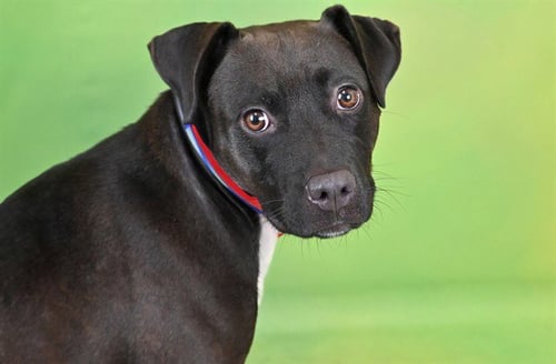 COCOA - Labrador Retriever available for adoption