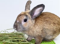 GILBERT - Photo 1