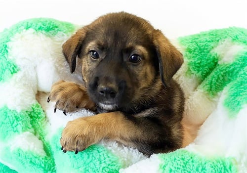 BARREL - German Shepherd Dog available for adoption