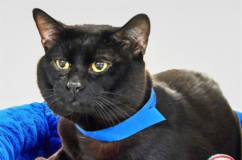 BARRY - Domestic Short Hair available for adoption