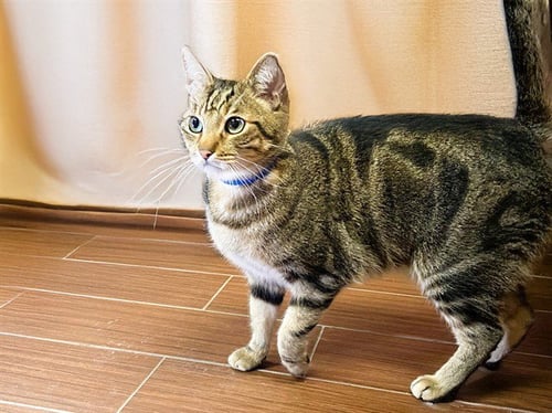 BUTTERSWORTH - Domestic Short Hair available for adoption