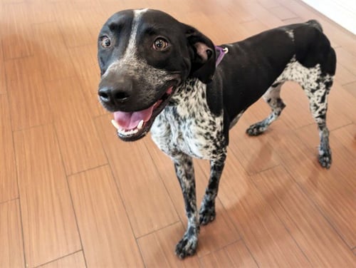 STRAY NOT AVAILABLE - English Pointer available for adoption