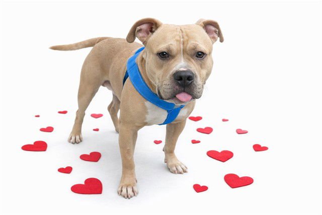 BUGS - Pit Bull Terrier available for adoption