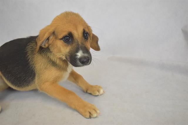 KODA - Treeing Walker Coonhound / German Shepherd Dog available for adoption