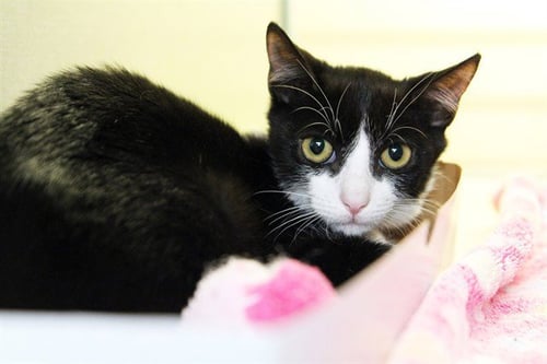 BELLIE - Domestic Short Hair available for adoption