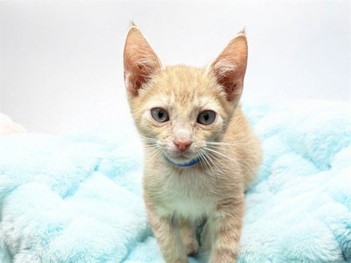 PANINI - Domestic Short Hair for adoption in Hollywood