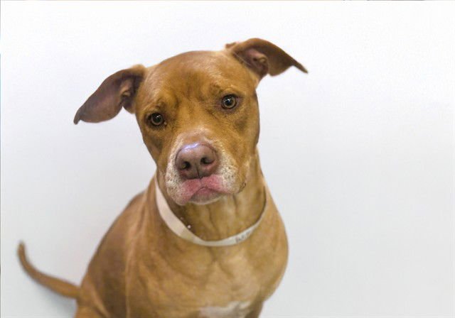 WILLY - Boxer available for adoption