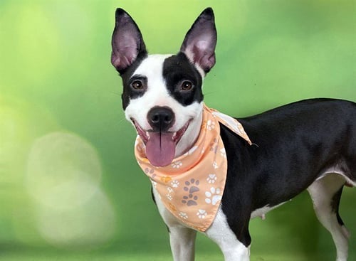 SHANELL - Rat Terrier available for adoption