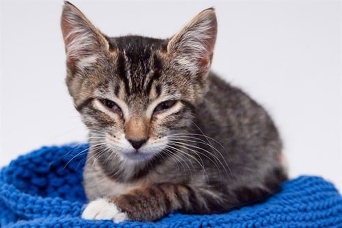 BOO - Domestic Short Hair available for adoption