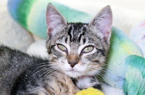 BOO - Domestic Short Hair available for adoption