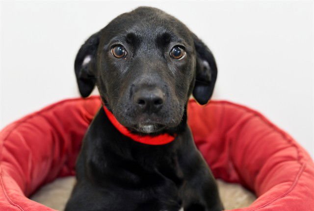 TERRA - Labrador Retriever available for adoption