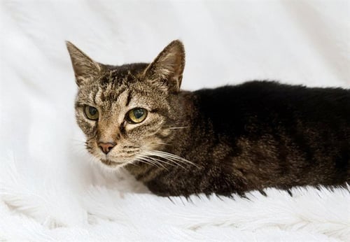 BABIE - Domestic Short Hair available for adoption