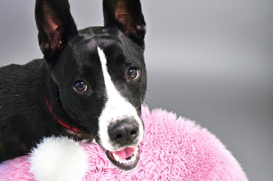 ZOE - Australian Cattle Dog/Blue Heeler available for adoption