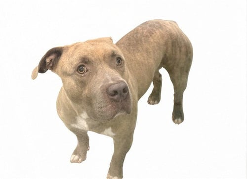 GAI ALSTON - Pit Bull Terrier available for adoption