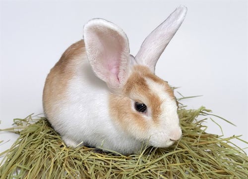 SAMANTHA - Shorthaired Rabbit available for adoption