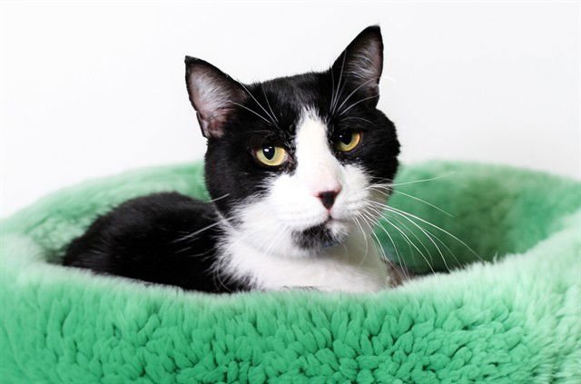 JUNIOR - Domestic Short Hair available for adoption