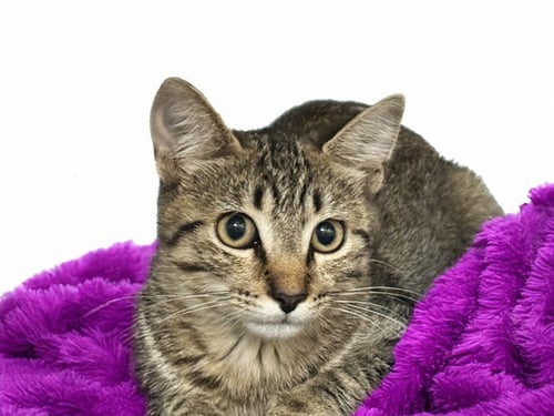XIVU - Domestic Short Hair available for adoption