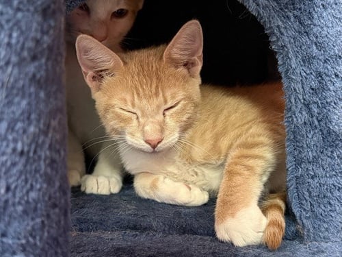 HOWARD - Domestic Short Hair available for adoption