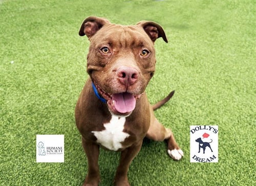 CHARLIE - Pit Bull Terrier available for adoption