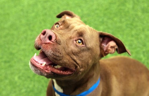 CHARLIE - Pit Bull Terrier available for adoption