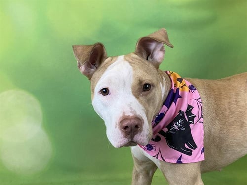 LOLA - American Staffordshire Terrier available for adoption