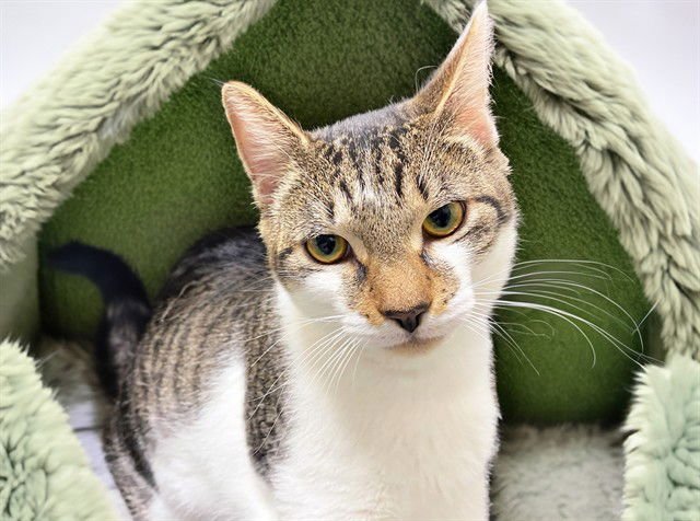 MARCO - Domestic Short Hair available for adoption