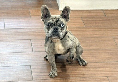 STRAY NOT AVAILABLE - French Bulldog available for adoption