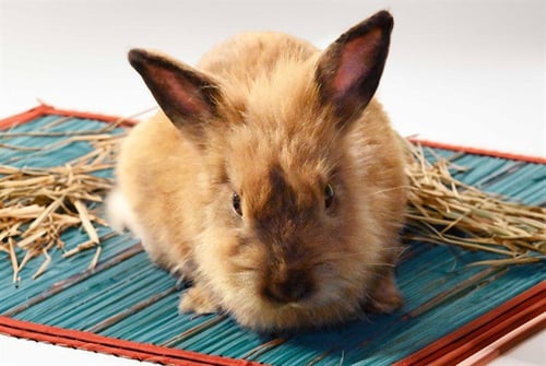 TRUFFLES - Shorthaired Rabbit available for adoption