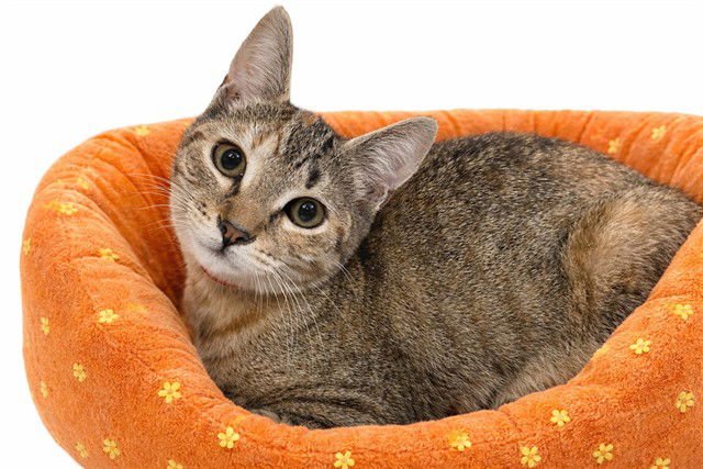 FLAME - Domestic Short Hair available for adoption