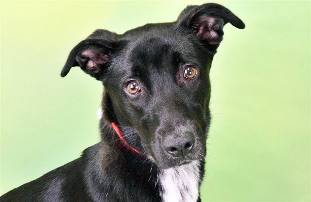 ROCCO Image