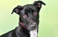 ROCCO - Photo 1
