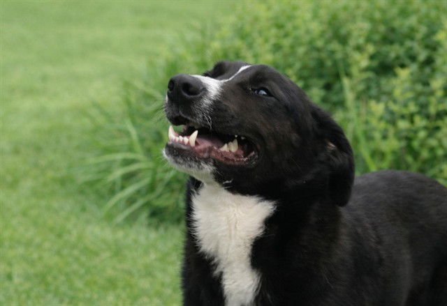 QUESO - Labrador Retriever / Border Collie available for adoption
