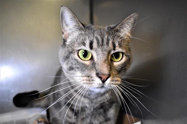 ELSA - Domestic Short Hair available for adoption