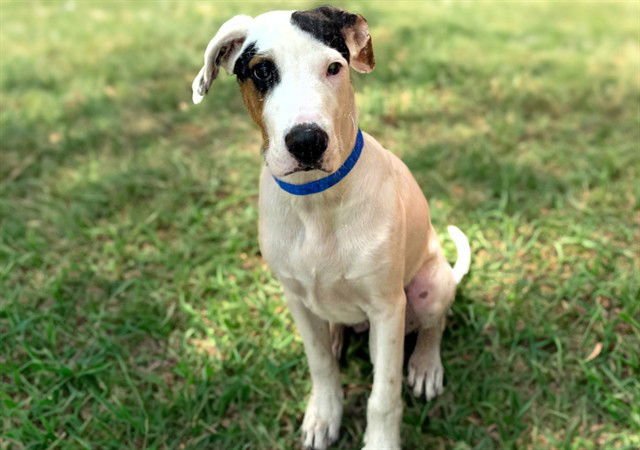 VIX - Labrador Retriever available for adoption