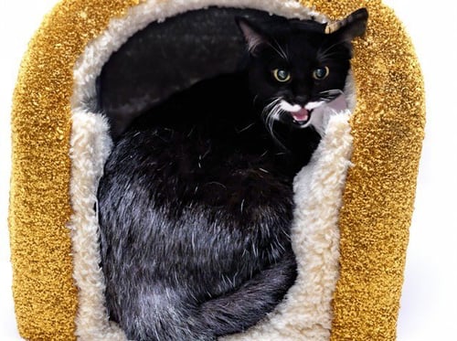 STRAY NOT AVAILABLE - Domestic Short Hair available for adoption