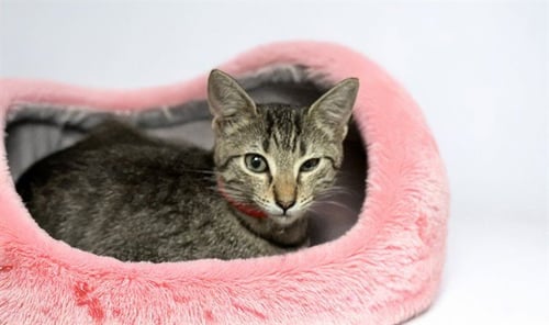 CHARMMY - Domestic Short Hair available for adoption