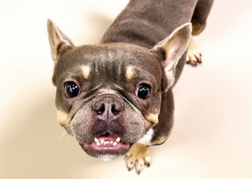 COCO - French Bulldog available for adoption