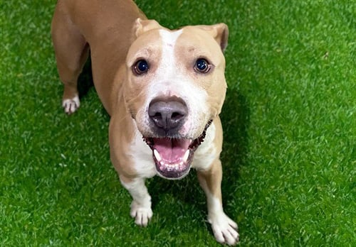PLUTO - American Pit Bull Terrier for adoption in Pembroke Pines