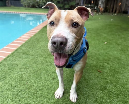PLUTO - American Pit Bull Terrier for adoption in Pembroke Pines