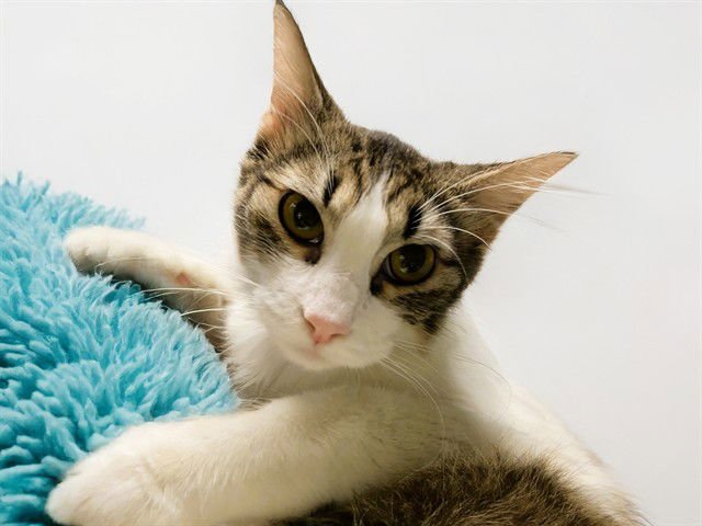 STRAWBERRY - Domestic Short Hair available for adoption