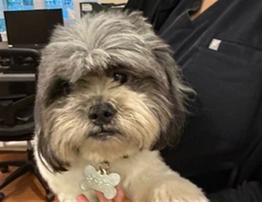 TYSON - Shih Tzu available for adoption