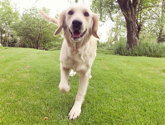 MYLA - Golden Retriever available for adoption