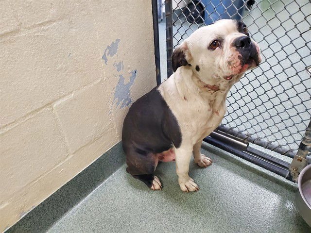 EEYORE - American Bulldog / Boston Terrier available for adoption