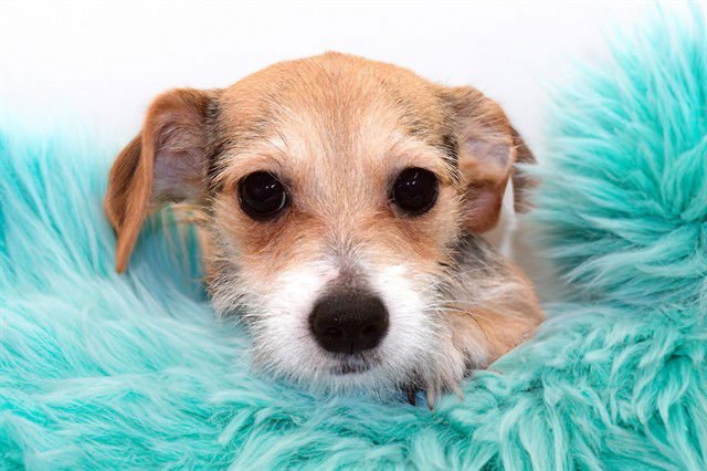 MAX - Jack Russell Terrier (Parson Russell Terrier) / Yorkshire Terrier Yorkie available for adoption