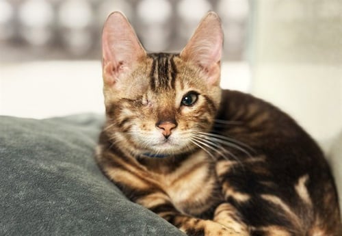 AMBER - Bengal available for adoption