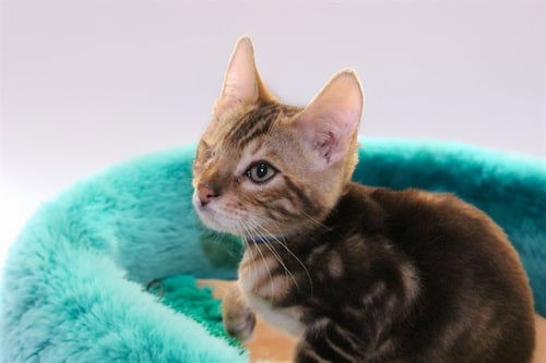 AMBER - Bengal available for adoption