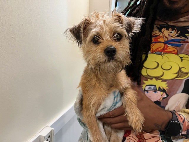 MILO - Border Terrier available for adoption