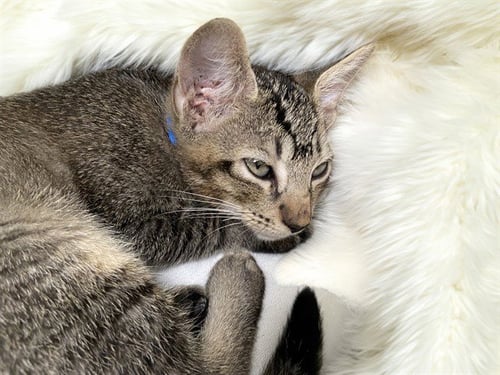 AEGON - Domestic Short Hair available for adoption