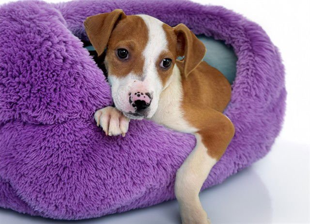 AURORA - Labrador Retriever available for adoption